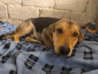 Flocky - Notfall !!!