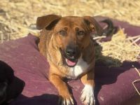 Keyla- Mutter der 7 Welpenbabys💖