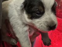 Australian Cattle Dog Welpen