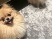 Pomeraian rüde und Weibchen