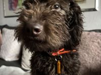 Labradoodle Schoko Lust auf einen neuen Freund