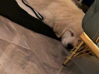 Golden Retriever Welpe