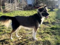 Reya - Prinzessin sucht neues Zuhause ohne Thron