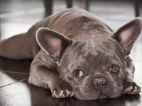 Mops oder Französische Bulldogge; Gassi gehen in Mainz Oberstadt oder Hechtsheim