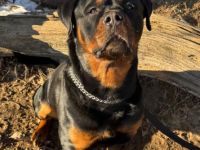 Deckrüde Samy Rottweiler