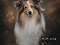 Sheltie Deckrüde
