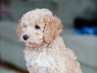 Goldendoodle-Welpen