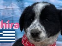 Shira, Sina, Suki, Spencer und Simba 02/25 - wünschen sich im Mai eigene Familien