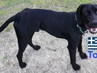 Tommy und Toby, 03/23 - suchen DRINGEND gemeinsames Zuhause