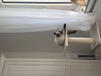 Reinrassige BKH Katze mit blauen Augen