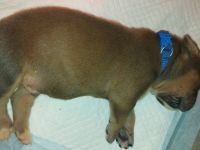 American Staffordshire Terrier welpen