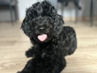 Französischer Wasserhund - BARBET