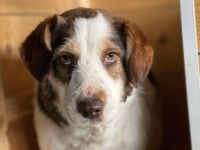 Fauna sucht ein ländliches Zuhause