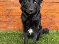 Monterey - sozial, verschmust, gesellig