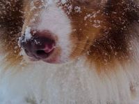 OCEANVIEW'S BLINDING LIGHTS DNA-CP ASCA