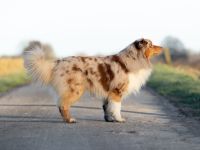 OCEANVIEW'S BLINDING LIGHTS DNA-CP ASCA