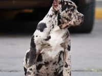 Exklusive American Bully XL Welpen.