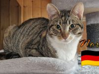 VERMITTLUNGSHILFE Nora, 07/24 - Schmusekätzchen sucht Plätzchen!