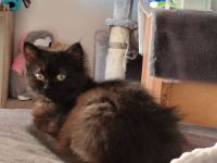 Tinkerbell Ragdoll-Perser Mix Kätzchen