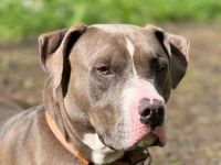 Pablo sucht neues zuhause