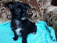 Chihuahua Welpen verkaufen