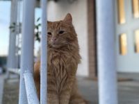 Roter Kuschelkater Winnie