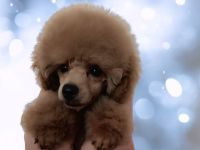 Pudel Toy, dokuments FCI