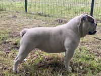 17 monate Englisches Bulldoggenmädchen