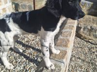 Sale large munsterlander puppy with hunting background