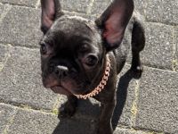 Französische Bulldogge Welpen