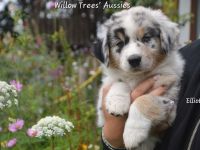 Reinrassige Australian Shepherd Welpen,  blaue Augen, ASCA Papiere, auszugsbereit