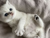 Wunderschöne BKH kitten abzugeben