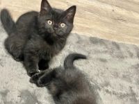 Reinrassiges BKH Kitten in black smoke