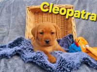 Labradorwelpen in Foxred aus Körzucht