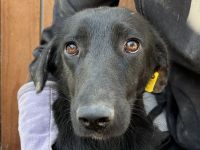 ANICE  ca. 3 1/2-jährige, hübsche Hündin, ca. 50 cm, braucht etwas Eingewöhnungszeit