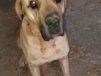 Rufus italienisch deutsche Dogge 8 Jahre Rüde Platz vor Preis