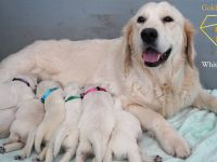Reinrassige Golden Retriever Welpen Creme Weiss mit Ahnentafel ED HD Frei, Laboklin getestet