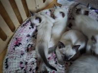 Thai Kitten (old Siam) mit Stammbaum suchen Dich