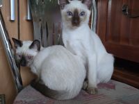 Thai Kitten (trad. Siam) mit Stammbaum suchen das liebevolle Zuhause
