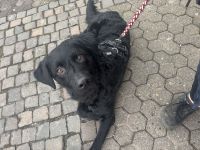 Energiebündel in gute Hände abzugeben ❤️