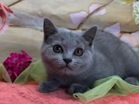 Süße BKH Kitten Mit Stammbaum