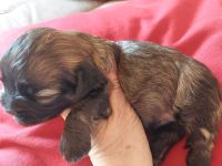 Bolonka Zwetna Welpen