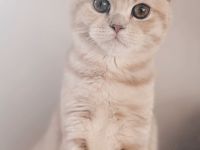 Bkh British Kurzhaar golden Sharded Kater