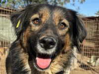 MAUREEN  ca.2 1/2-jährige,wunderschöne Mischlings-Hündin,ca.53 cm,mit dreifarbigem, langem Fell