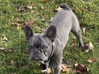 Französische Bulldogge Balu „Blueline“ (12 Monate, Rüde) sucht liebevolles Zuhause
