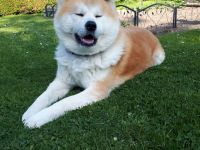 Jap. Akita Inu Deckrüde