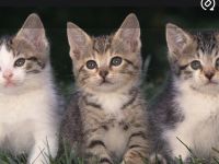 Kitten gesucht
