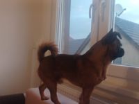 Junger Rüde in liebevolle Hände abzugeben