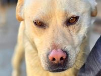 Goldy sucht sein Für-immer-Zuhause