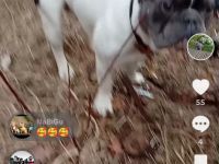 Französische Bulldogge Deckrüde mit Papiere in blue tan Pied fawn